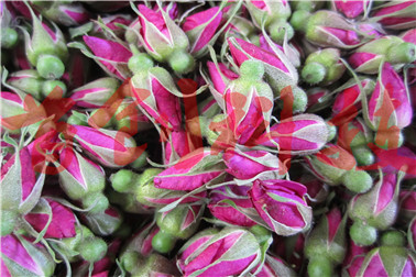 1503711732337799.jpg 玫瑰1.jpg