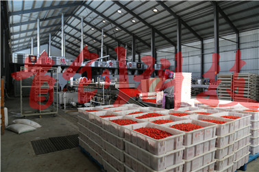 1504667074306386.jpg 枸杞生產(chǎn)車間2.jpg