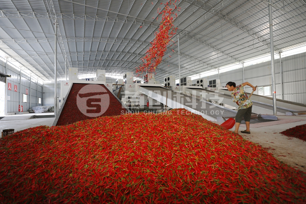 一臺網(wǎng)帶式辣椒烘干設備多少錢？.jpg