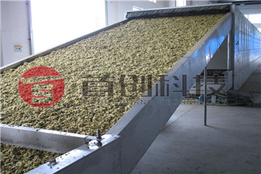 1691810191623675.jpg 菊花烘干.jpg